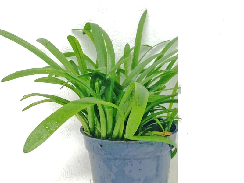 Flutendes Pfeilkraut - Sagittaria subulata